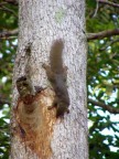 squirrel eating.JPG (84 KB)